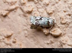 Beloved Emarginea Moth (Noctuidae, Emarginea percara) (30508354912).jpg