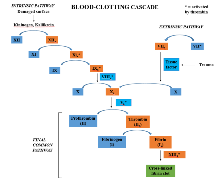 File:Blood Clotting Cascade.png