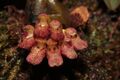 Bulbophyllum socordine 1-Raab Bustamante.JPG