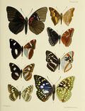 Butterflies from China, Japan, and Corea (PL. XVI) BHL45490862.jpg