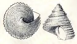 Calliostoma echinatum 001.jpg