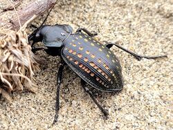 Calosoma calidum - inat 203401532.jpg