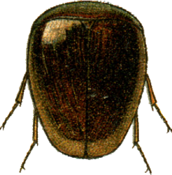 Calyptomerus alpestris Jacobson.png