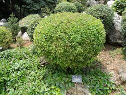 Campylotropis polyantha - Kunming Botanical Garden - DSC03042.JPG