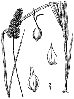 Carex aggregata BB-1913.png