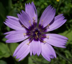 Catananche caerulea 001.jpg