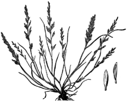 Catapodium rigidum HC-1950.png