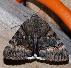 Catocala epione – Epione Underwing Moth (14581373965).jpg