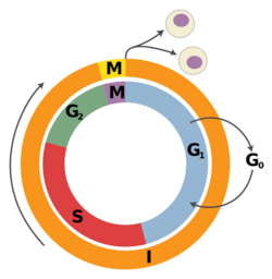 Cell Cycle 3-3.svg