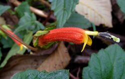 Centropogon comosus^ Campanulaceae - Flickr - gailhampshire.jpg