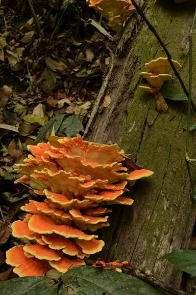 File:Chicken of the woods Fungus JEG7298 Jegan.JPG