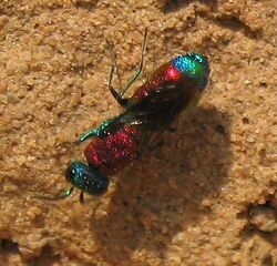 Chrysis viridula1.jpg