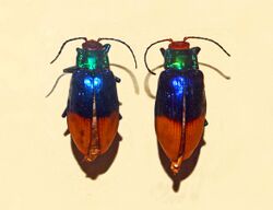 Chrysomelidae - Aesernia splendens.JPG