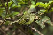 Cinnamon-faced Tyrannulet - Manu NP - Perù 7710 (16666057107).jpg