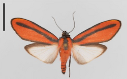 Cissura unilineata, from the Ecuadorian Andes, an example of beetle mimicry. Scale bar 1cm.png