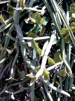 Cissus quadrangularis MS0938.jpg