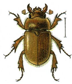 Codocera ferruginea.jpg