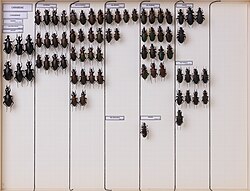 Coleoptera-carabidae-carabus-aumontii-morbillosus-planatus-rugosus-4644 (46052106032).jpg