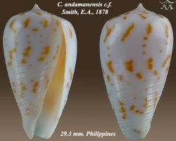 Conus andamanensis 2-cf.jpg