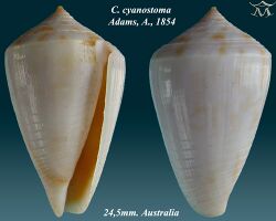 Conus cyanostoma 2.jpg