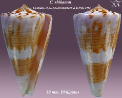 Conus shikamai 2.jpg