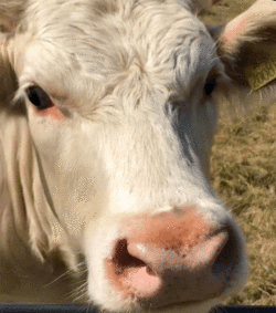 Cow ear wiggle.GIF