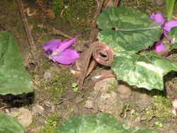 Cyclamen pseudibericum convoluting stems02.jpg