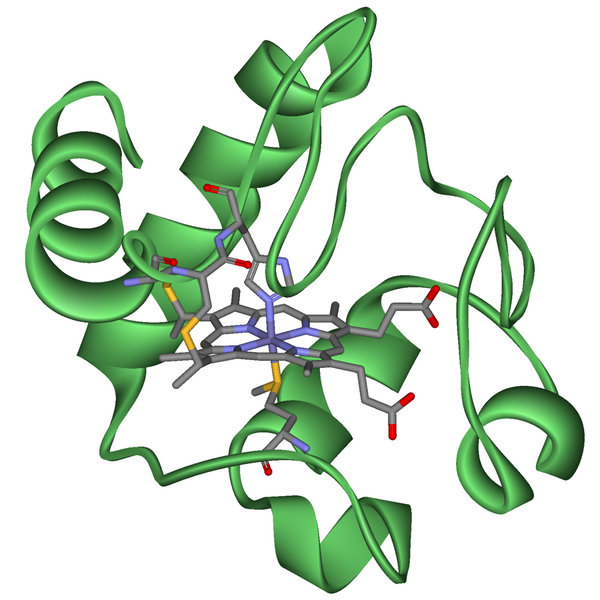 File:Cytochrome c.png