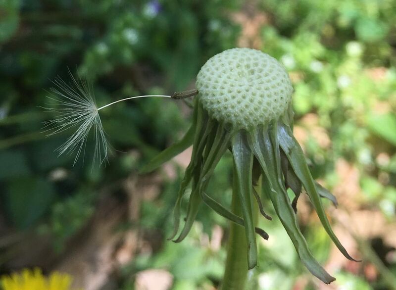 File:Dandelion seedhead with only a single seed still attached.jpg