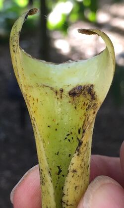 Dendroseris litoralis petiole base fallen leaf Kew.jpg