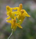 Dicentra chrysantha 2004-05-17.jpg