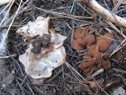 Fruit bodies of Discina perlata found in Eastern Shasta-Trinity National Forest, Siskiyou Co., California