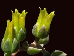 Dudleya gnoma flowers 1.jpg