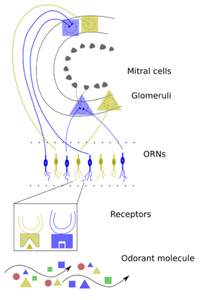 A simple diagram showing small triangles and rectangles that represent various chemical compounds rising up to a few lines that represent cells that can absorb them and then send electrical signals to the brain to interpret