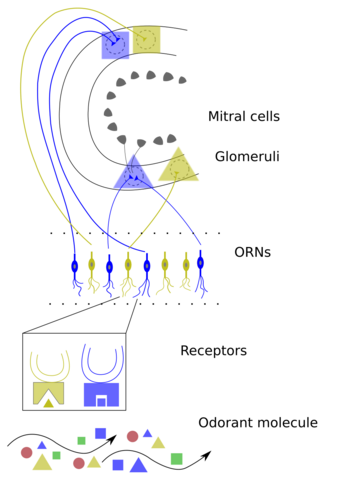 A simple diagram showing small triangles and rectangles that represent various chemical compounds rising up to a few lines that represent cells that can absorb them and then send electrical signals to the brain to interpret