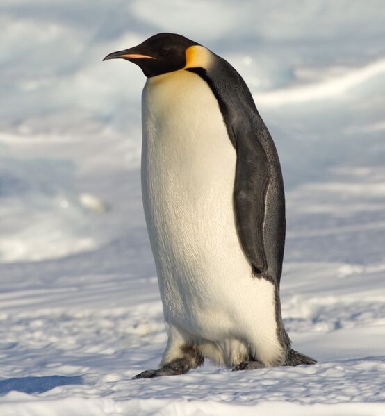 File:Emperor Penguin Manchot empereur.jpg