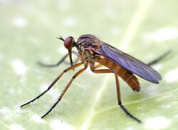 Empis stercorea01.jpg