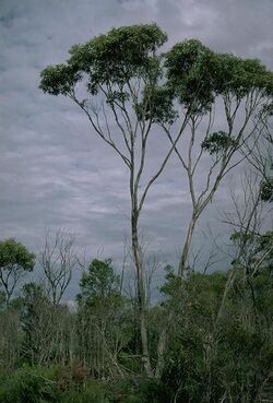 Eucalyptus uncinata.jpg