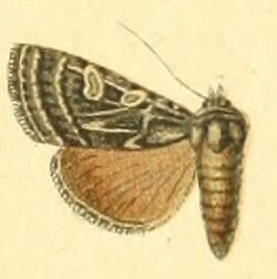 Euxoa poliogramma.jpg