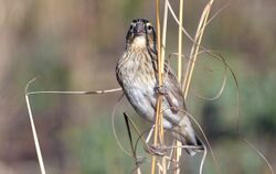 Female Long-tailed Widowbird.jpeg