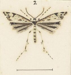 Fig 2 MA I437622 TePapa Plate-XXIII-The-butterflies full (cropped).jpg