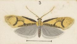 Fig 3 MA I437907 TePapa Plate-XLVI-The-butterflies full (cropped).jpg