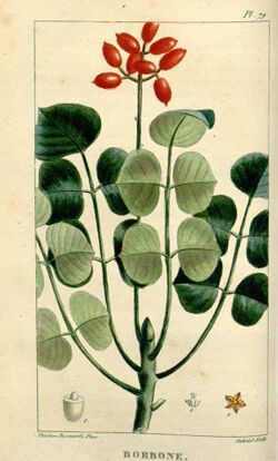 Flore médicale des Antilles, ou, Traité des plantes usuelles (Pl. 79) (8201961557).jpg