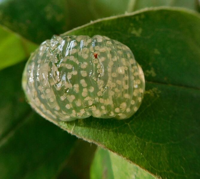 File:GT Caddis Fly Egg Mass on leaf.jpg
