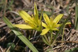 Gagea pusilla (Zwerg-Gelbstern) IMG 7173.JPG