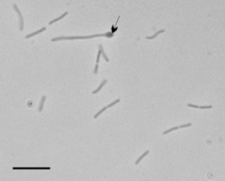 Gelria bacteria.png