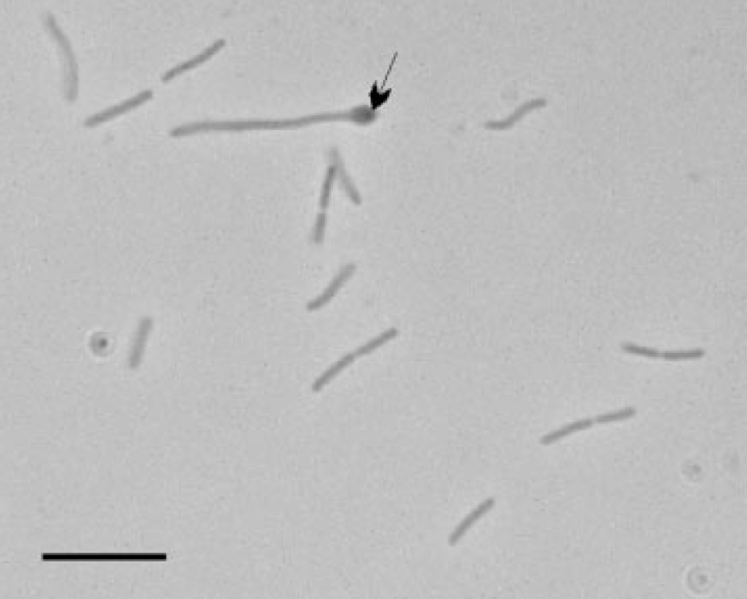 File:Gelria bacteria.png