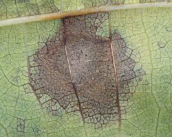 Underside view of a "Juglans regia" leaf infected by "G. leptostyla"