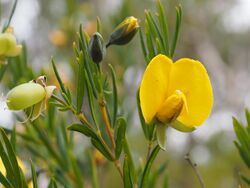 Gompholobium latifolium leaves and flowers.jpg