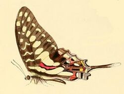 Graphium porthaon1.JPG